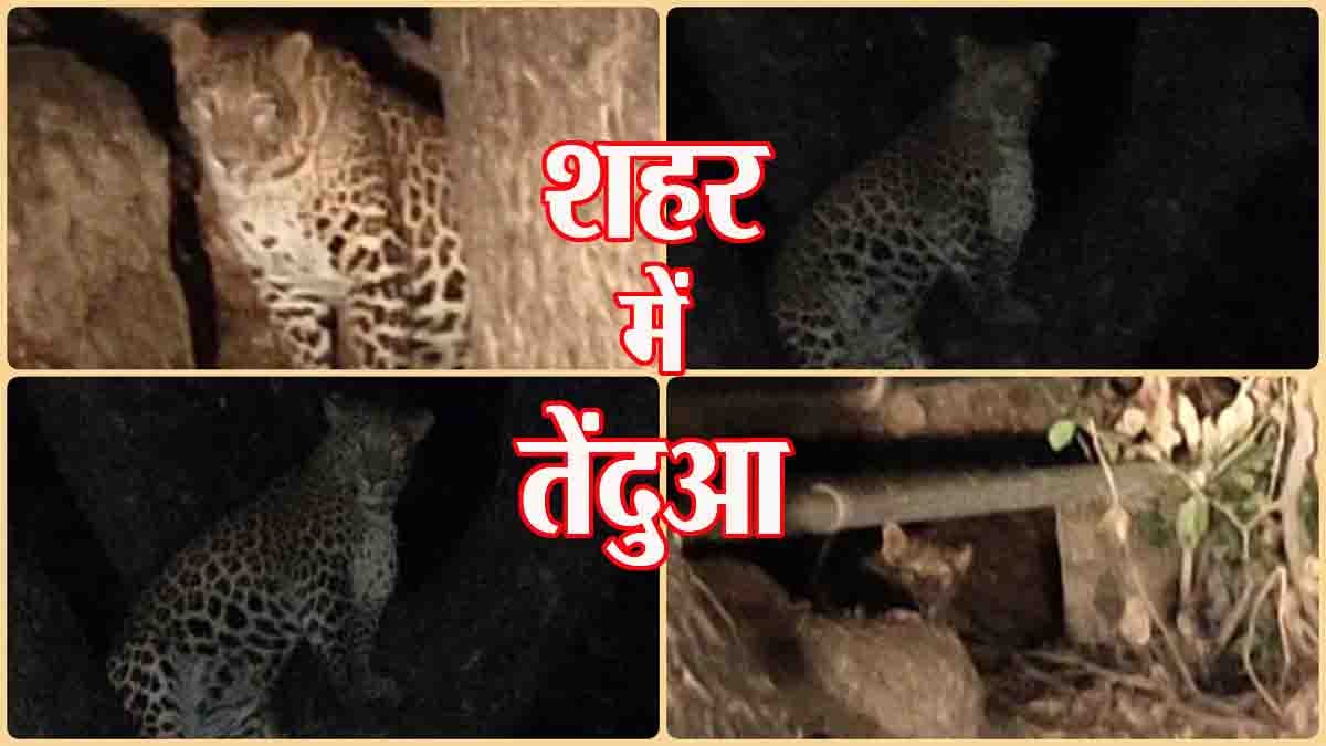 Tenduye ka video: सावधान… शहर में घुसा तेंदुआ, भीड़ देख पेड़ पर चढ़ा, लोगों में दहशत, वन विभाग ने किया अलर्ट