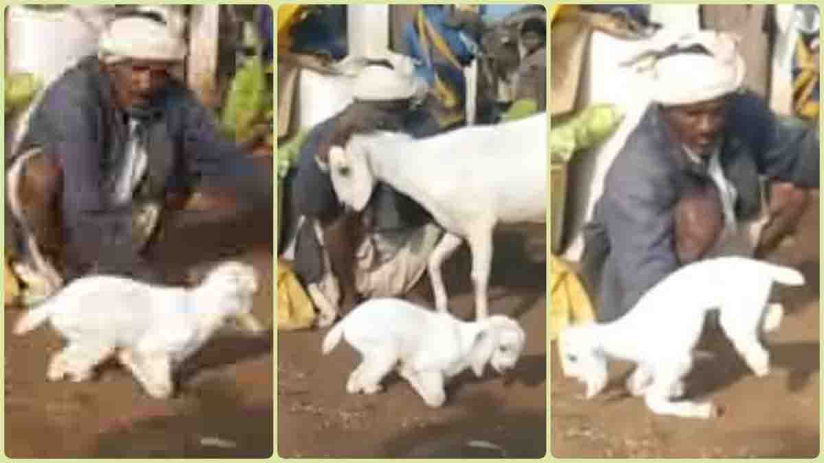 Ajab Gajab : आधे-अधूरे पांव लेकर दुनिया में आया बकरी का मेमना, लोगों के लिए बना कौतूहल