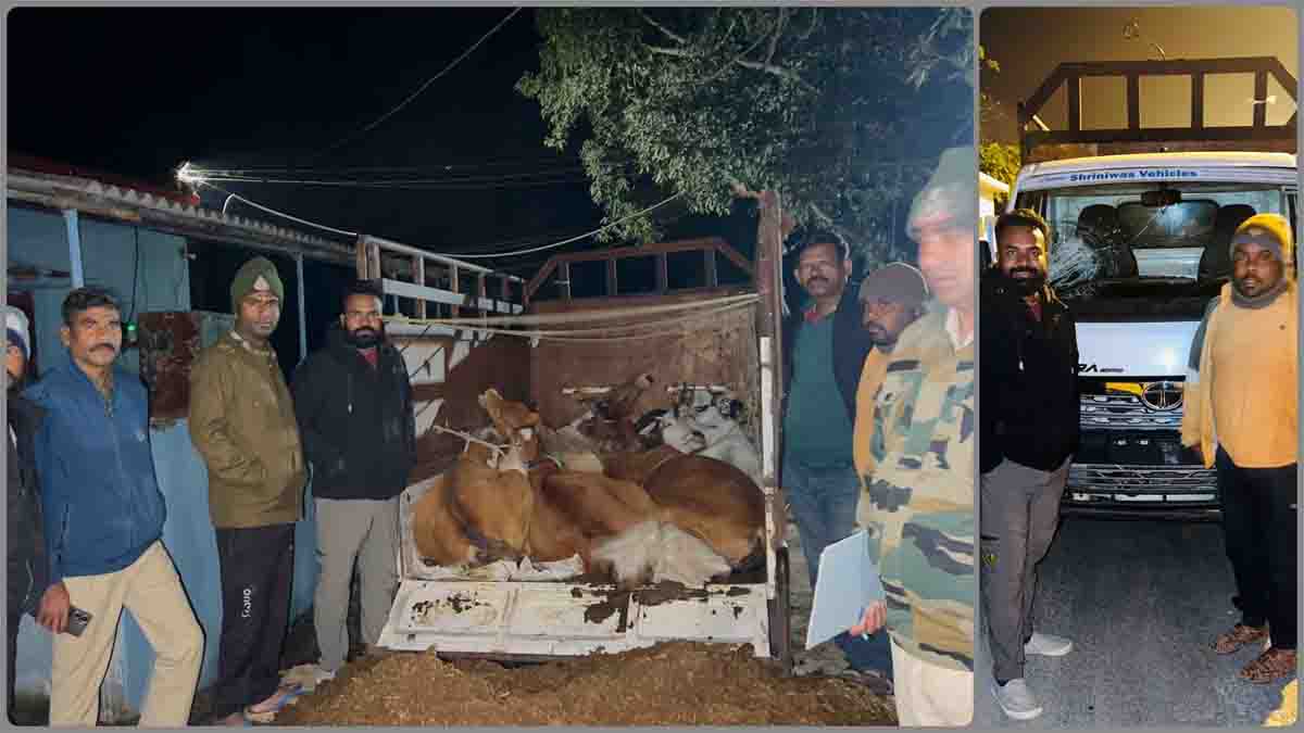 Betul Crime News : गोवंश की हो रही थी तस्करी, संगठन और पुलिस ने आधी रात को 18 किमी पीछा कर पकड़ा वाहन