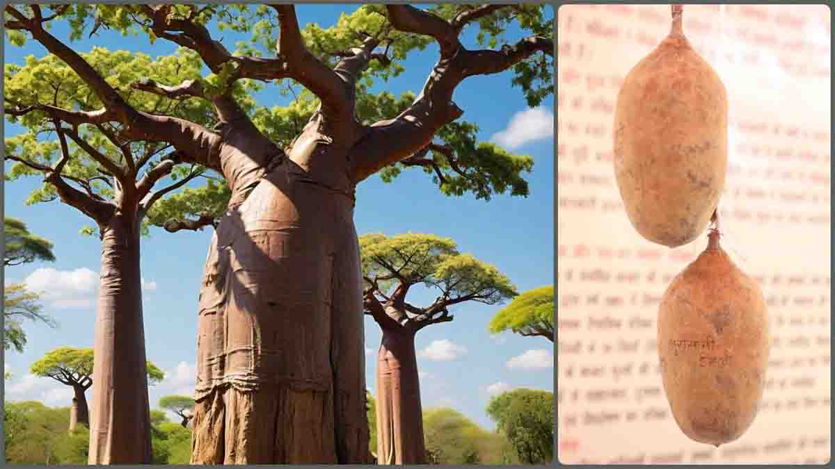 Rare trees and fruits: केवल मांडू में हैं इस इमली के पेड़, 200 रुपये में बिकता है छोटा सा फल, रोचक है इतिहास