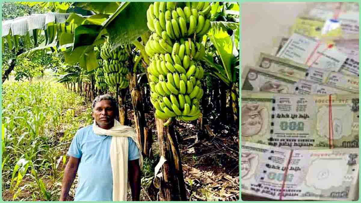 Banana farming: केले की खेती ने बदल दी पूरनलाल की तकदीर, पहले ही साल बन गए लखपति