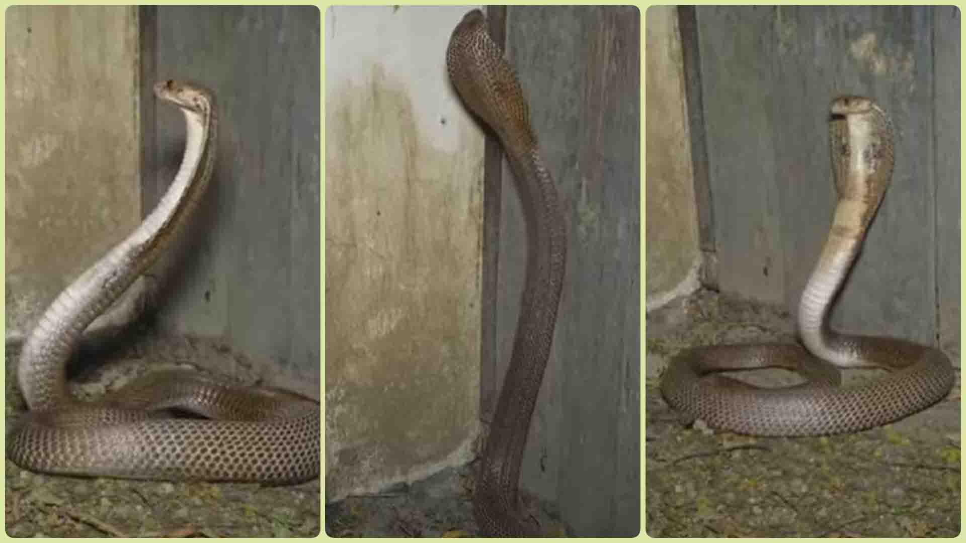 Cobra Amazing Video : बाप रे बाप… इतने खूंखार अंदाज में था कोबरा कि हमला करने 2 फीट ऊंचाई तक फैला लिया फन