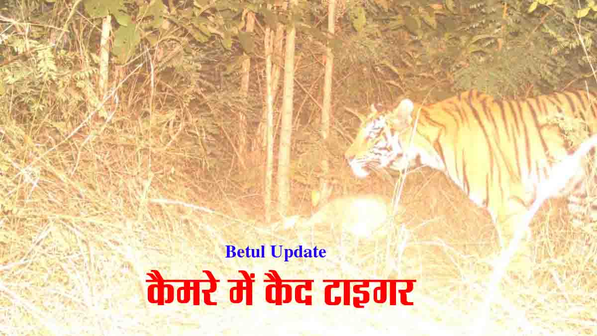 Betul Samchar : बैतूल के जंगल में 2 बाघों का मूवमेंट, एक ही रात में पांच गायों का किया शिकार