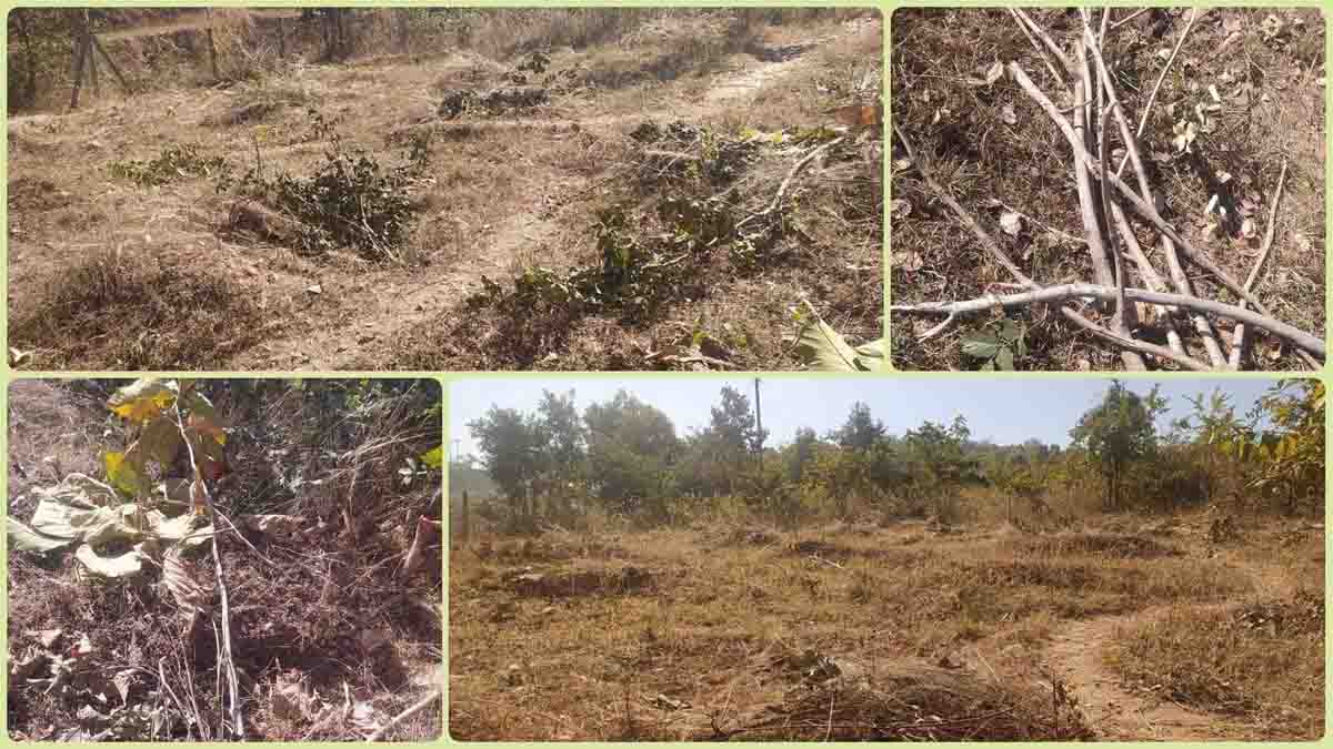 Sonaghati Hill Betul : सालों तक पसीना बहाकर लाई थी हरियाली, पुलिस चौकी बनाने काट डाले पेड़-पौधे