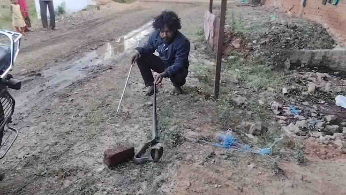 Cobra Ka Video: गोदाम में छिपकर बैठा था खतरनाक कोबरा सांप, सर्पमित्र ने किया रेस्क्यू