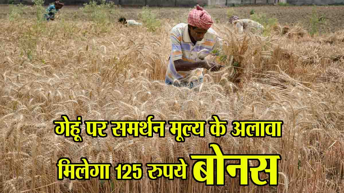MSP Par Gehun Kharidi 2025: गेहूं खरीदी पर समर्थन मूल्य के अलावा मिलेगा 125 रुपये बोनस, शुरू हुए किसानों के पंजीयन