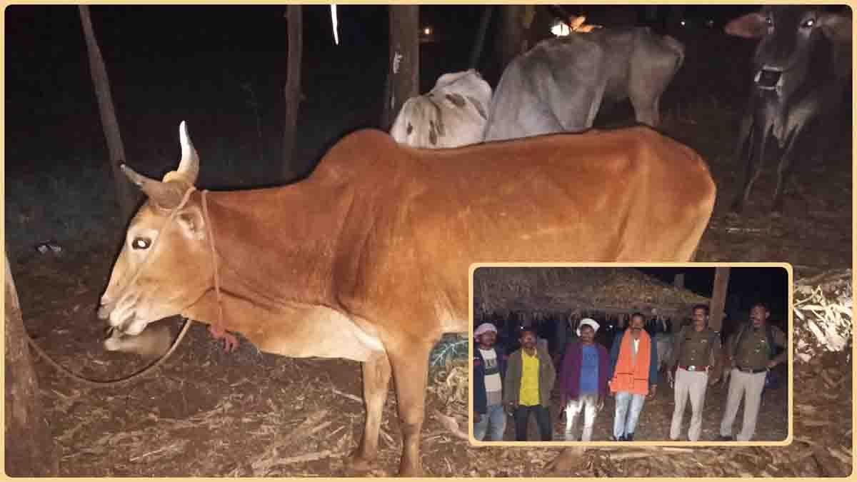 Govansh Taskari Betul: तस्करी के लिए जंगल में भूखे-प्यासे बांधकर रखे थे 11 गौवंश, छापा मारकर पुलिस ने कराए मुक्त
