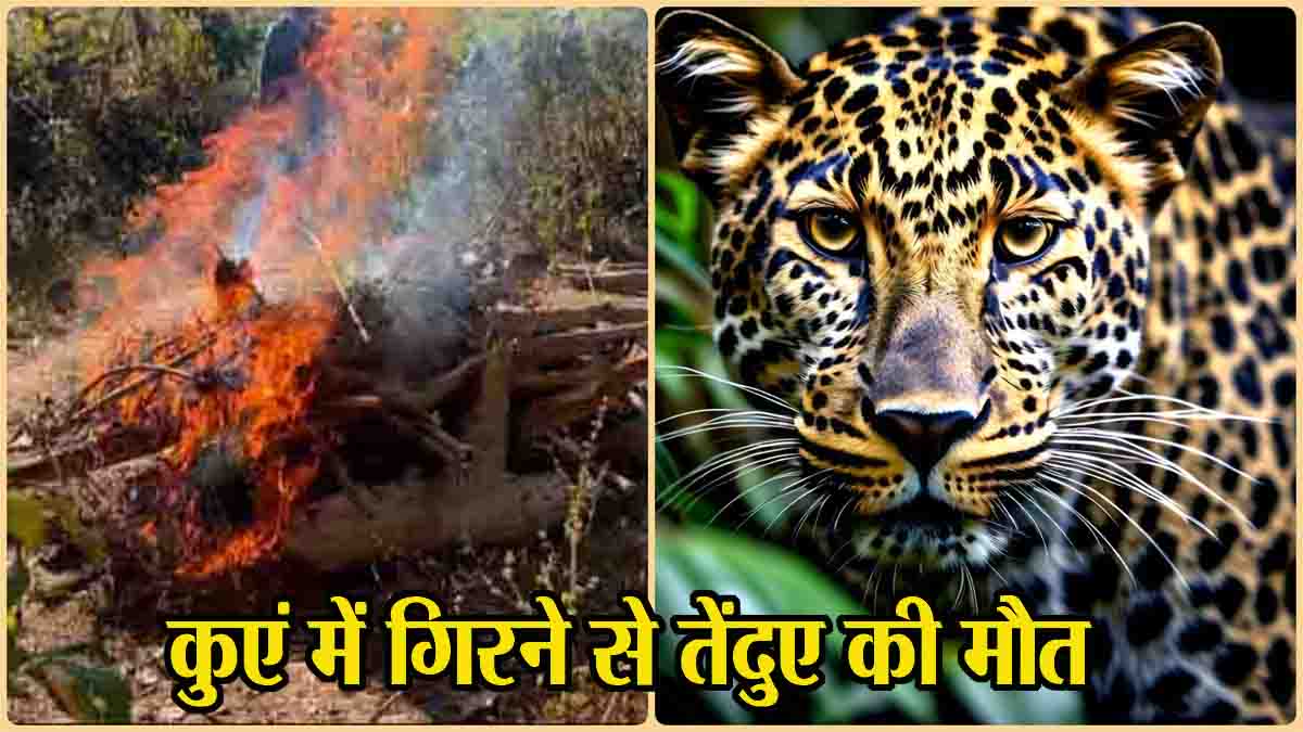 Death of leopard: कुएं में गिरने से तेंदुए की गई जान, वन विभाग ने करवाई अंत्येष्टि, यह जताई जा रही आशंका