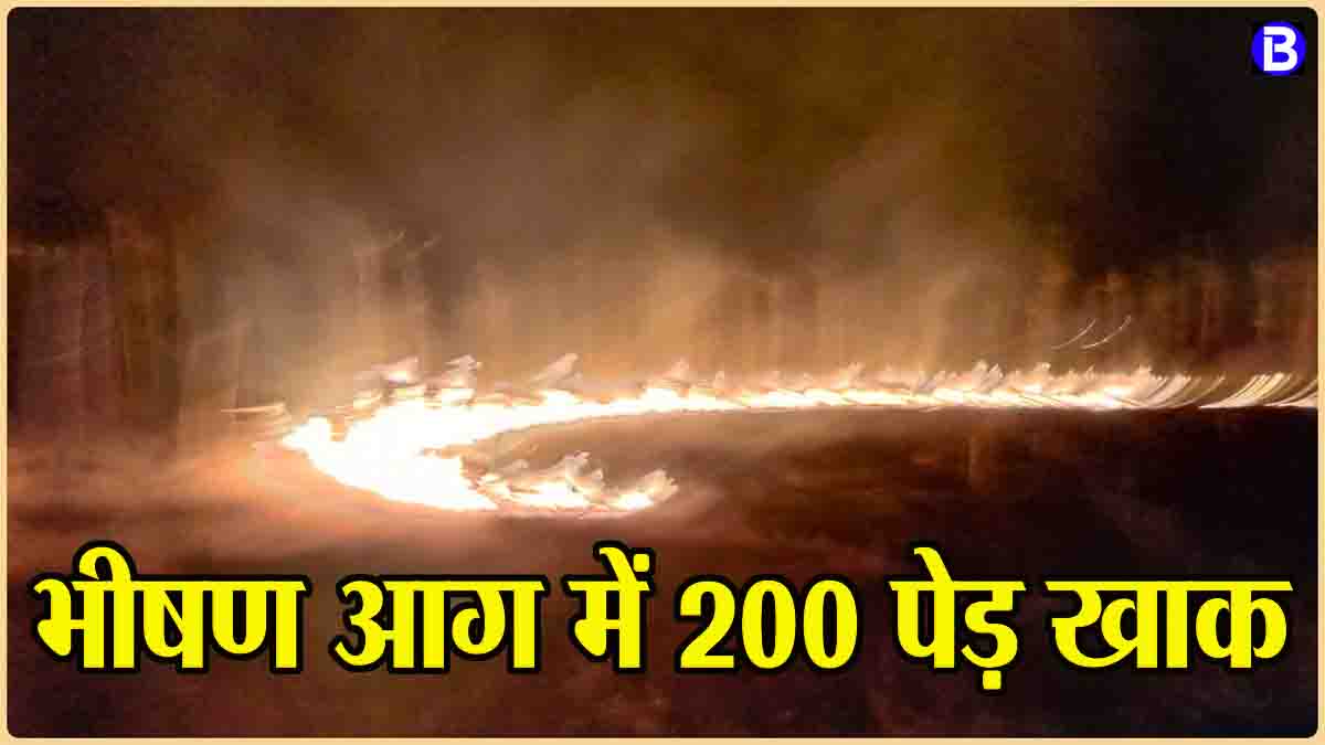 Betul News Today: खेत में लगी भीषण आग, सागौन के 200 पेड़ जलकर खाक, लाखों का हुआ नुकसान