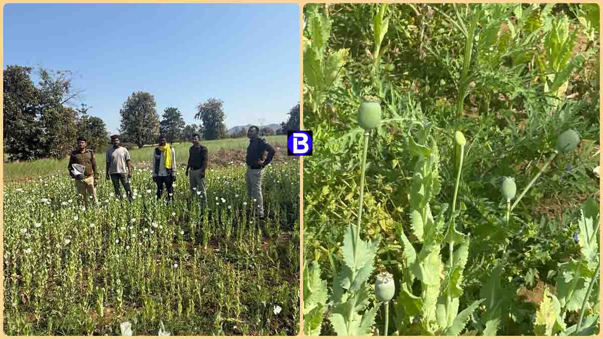 Opium Cultivation Follow: अफीम की खेती मामले में 3 आरोपी गिरफ्तार, 30 लाख के पौधे किए गए जब्त