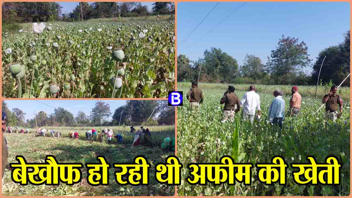 Opium Cultivation: एमपी में बेखौफ होकर की जा रही थी अफीम की खेती, एक एकड़ में थी फसल, नजारा देख पुलिस भी हैरान