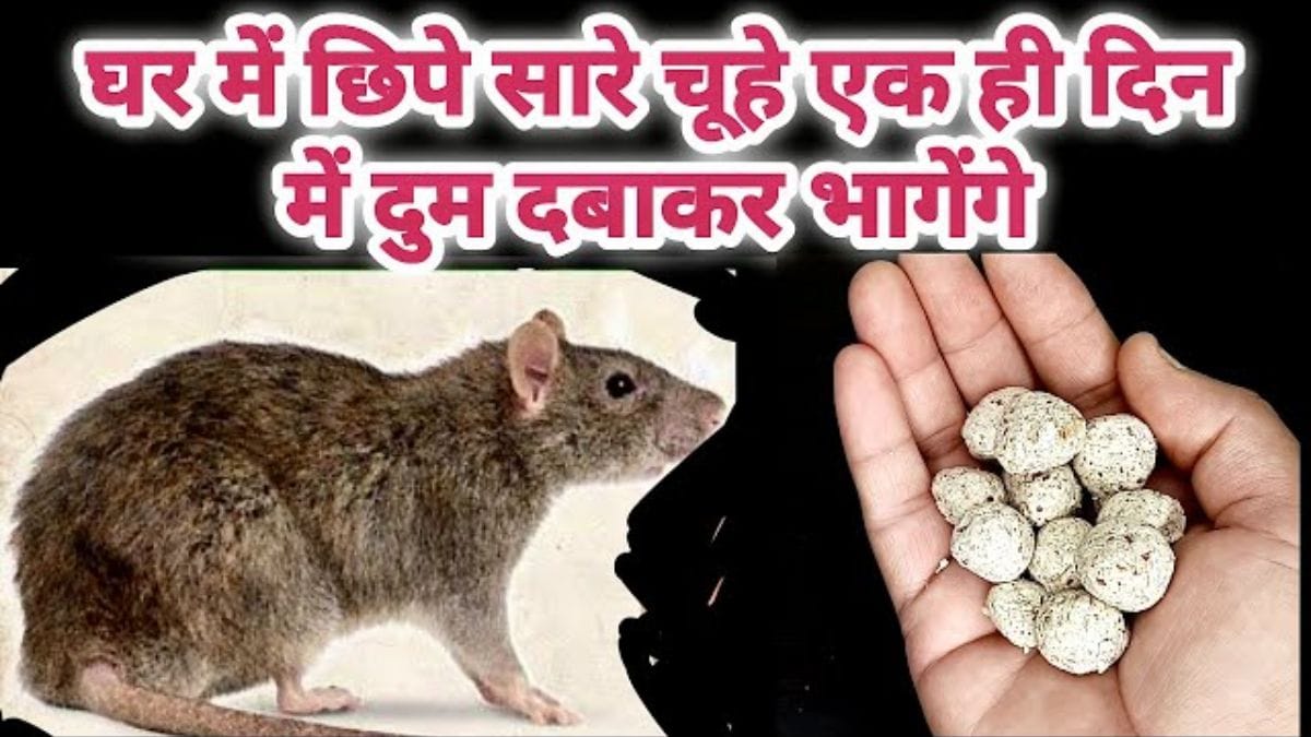 घर या खेत में चूहों ने मचाई ग़दर तो अपना ले यह 6 असरदार सीक्रेट तरीके, दुम उठाकर भागेंगे