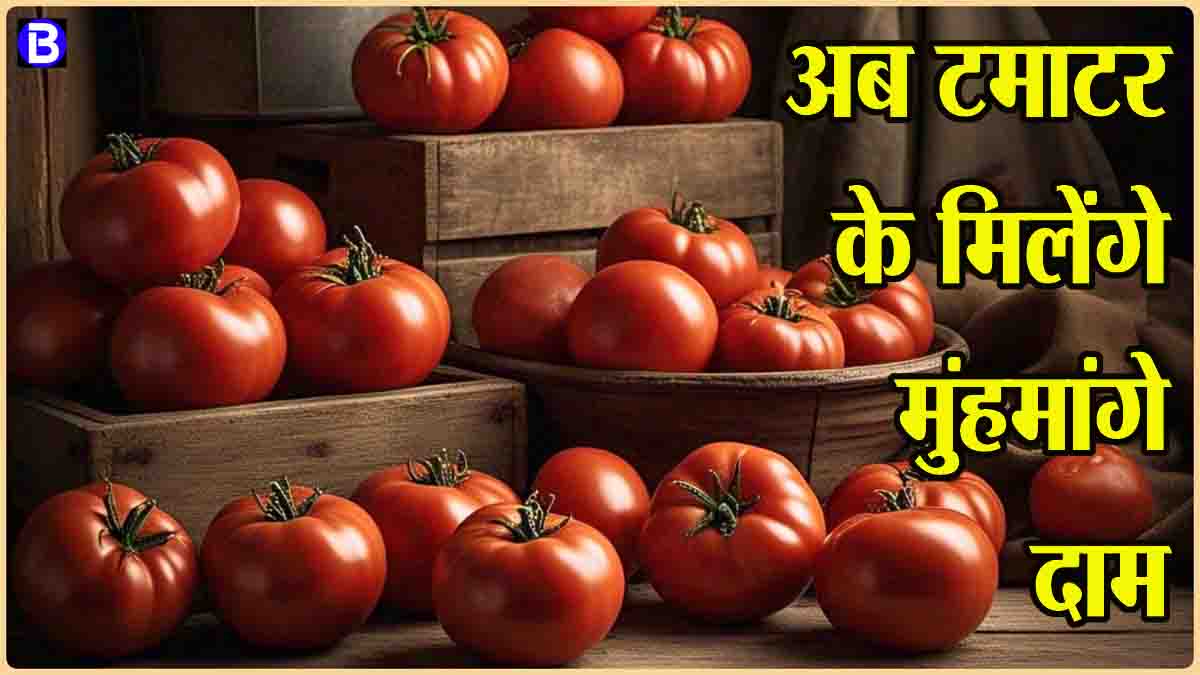 Tamatar Price Today: अब किसानों को टमाटर के मिलेंगे मुंहमांगे दाम, सरकार ने उठाया यह बड़ा कदम