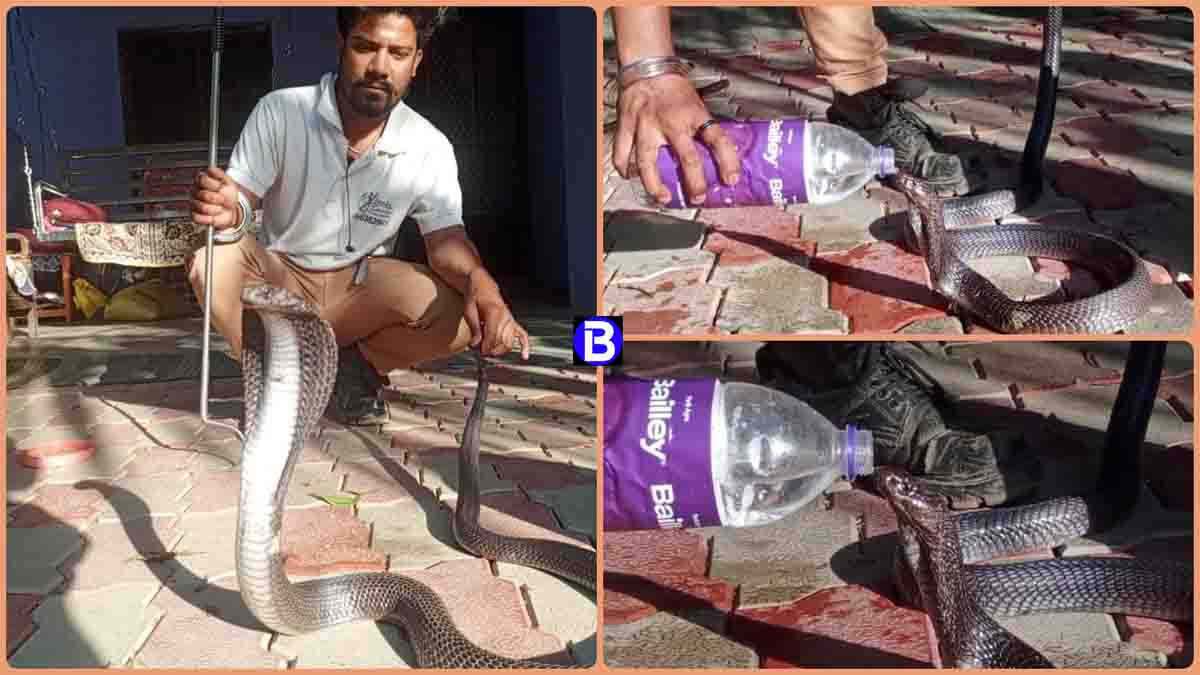 Cobra ka amazing video: घर में था खूंखार कोबरा, रेस्क्यू किया तो पहले दिखाए तीखे तेवर, फिर बोतल से गटगट पी गया पानी