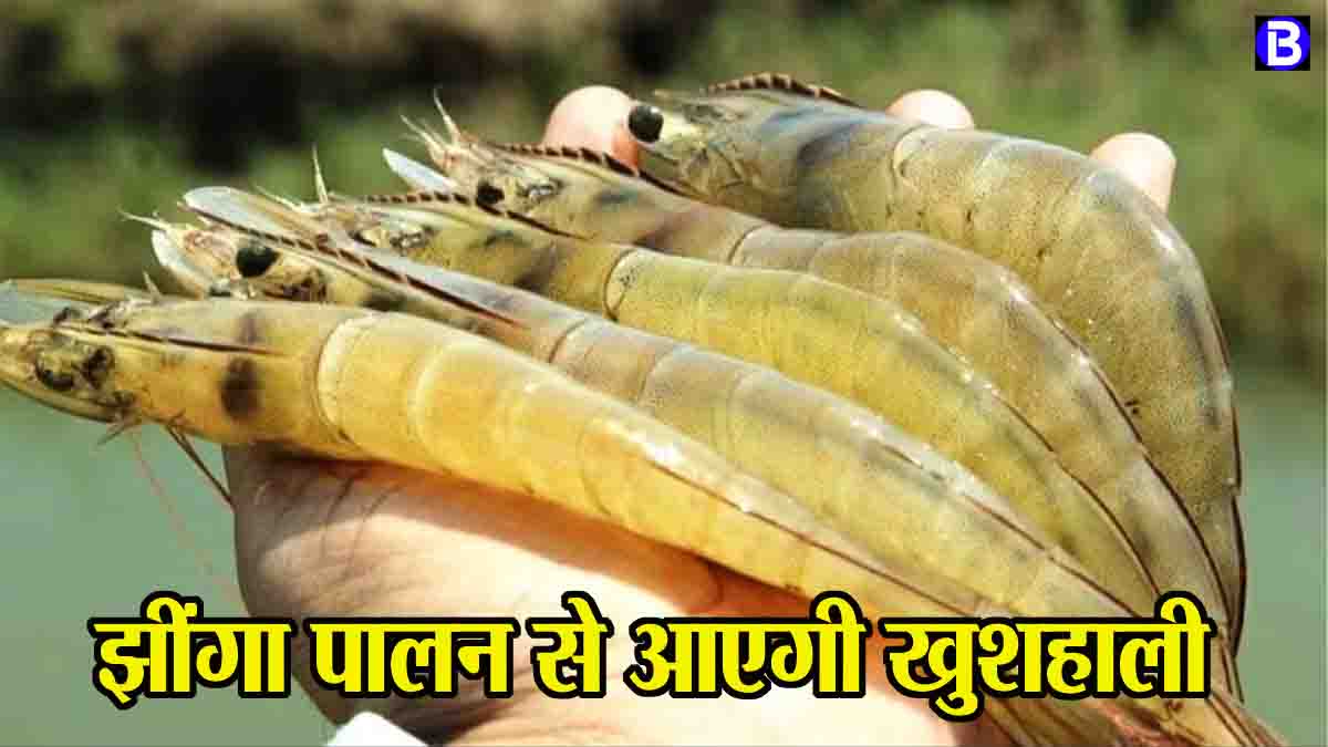 shrimp farming: झींगा पालन से आत्मनिर्भर बनेंगे किसान, मुख्यमंत्री मछुआ समृद्धि योजना से बढ़ेगी आय