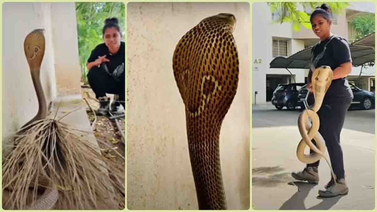 Cobra amazing video: तीन फीट ऊंचा फन फैलाए था कोबरा, युवती ने चंद पलों में किया काबू, देखें सांसें रोक देने वाला वीडियो