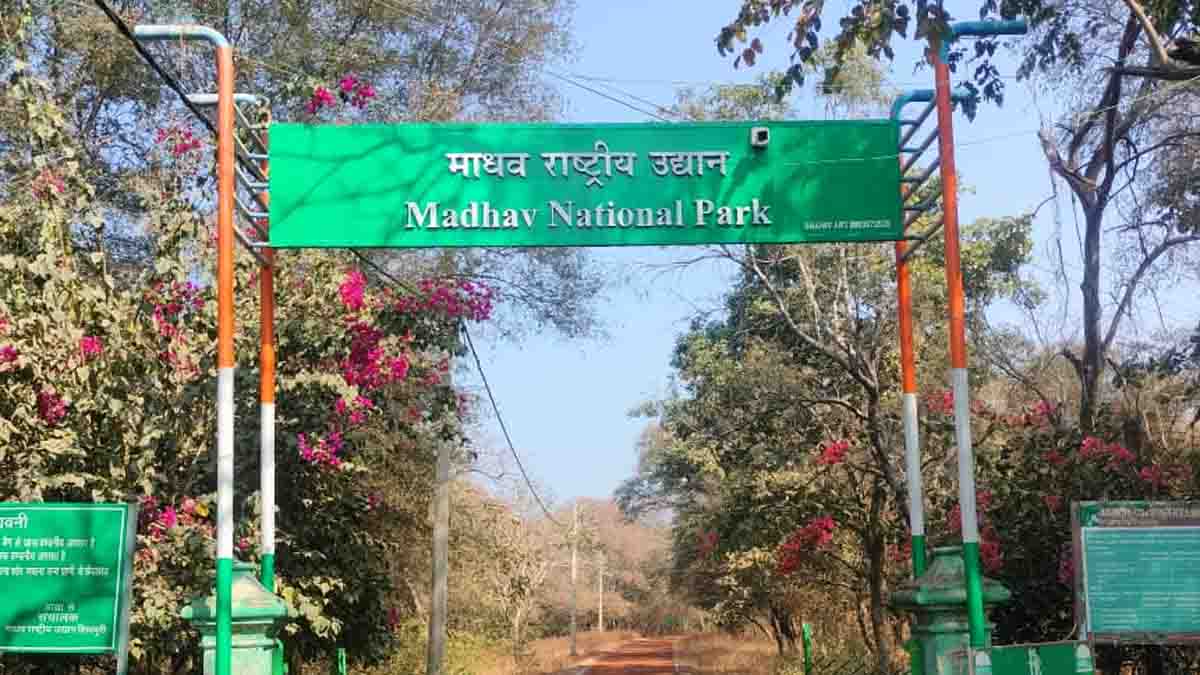 MP ke tiger reserve: एमपी को मिलेगा एक और टाइगर रिजर्व, माधव नेशनल पार्क बनेगा 9वां बाघ संरक्षित क्षेत्र