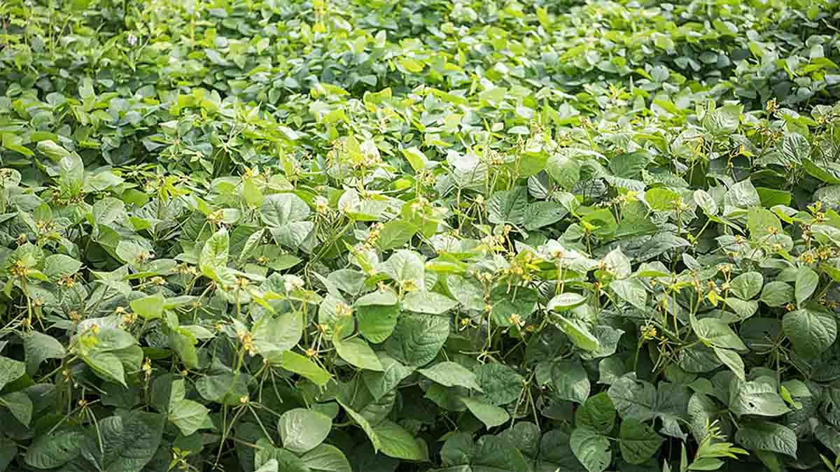 Cultivation of Mung Bean : ग्रीष्मकालीन मूंग की फसल को लेकर कृषि मंत्री ने दी जरुरी सलाह, अनदेखी की तो होगा बड़ा नुकसान