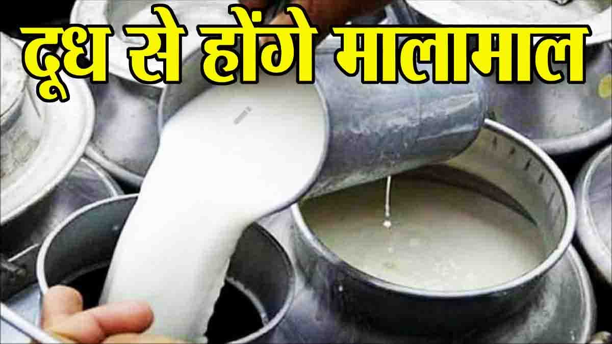 Milk Business in MP: मप्र में दूध उत्पादक होंगे मालामाल, हर पंचायत में होंगे कलेक्शन सेंटर, बढ़ेंगे चिलिंग सेंटर