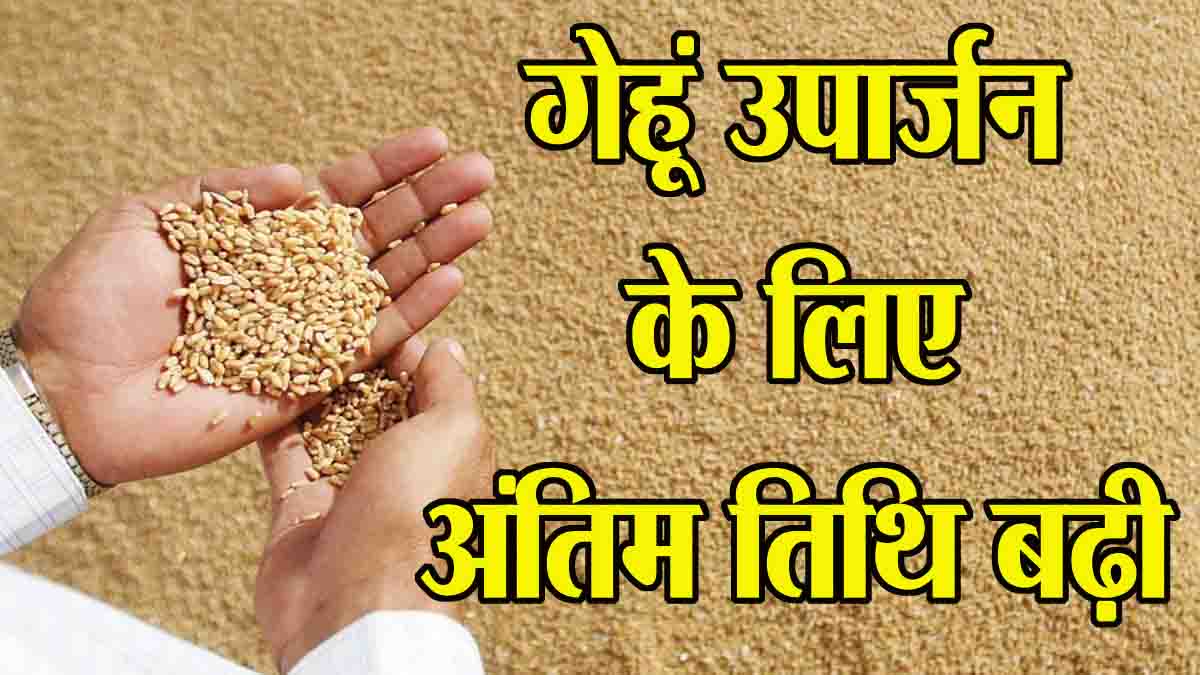 Kisan Panjiyan 2025: एमपी में गेहूँ उपार्जन के लिये पंजीयन की अंतिम तिथि बढ़ी, अब इस तारीख तक होंगे रजिस्ट्रेशन