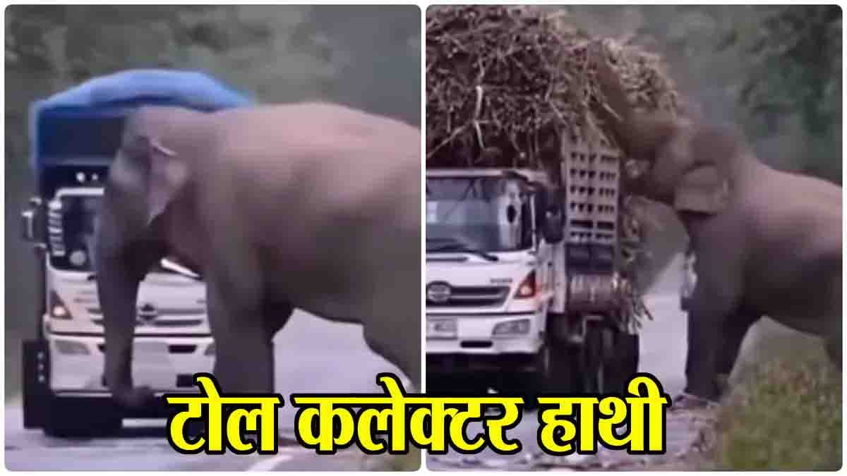 Hathi ka viral video: यहां हाथी वसूलता है 'टोल टैक्स', क्यूट अदाएं देख कर आप भी कहेंगे- वाह, क्या बात है…