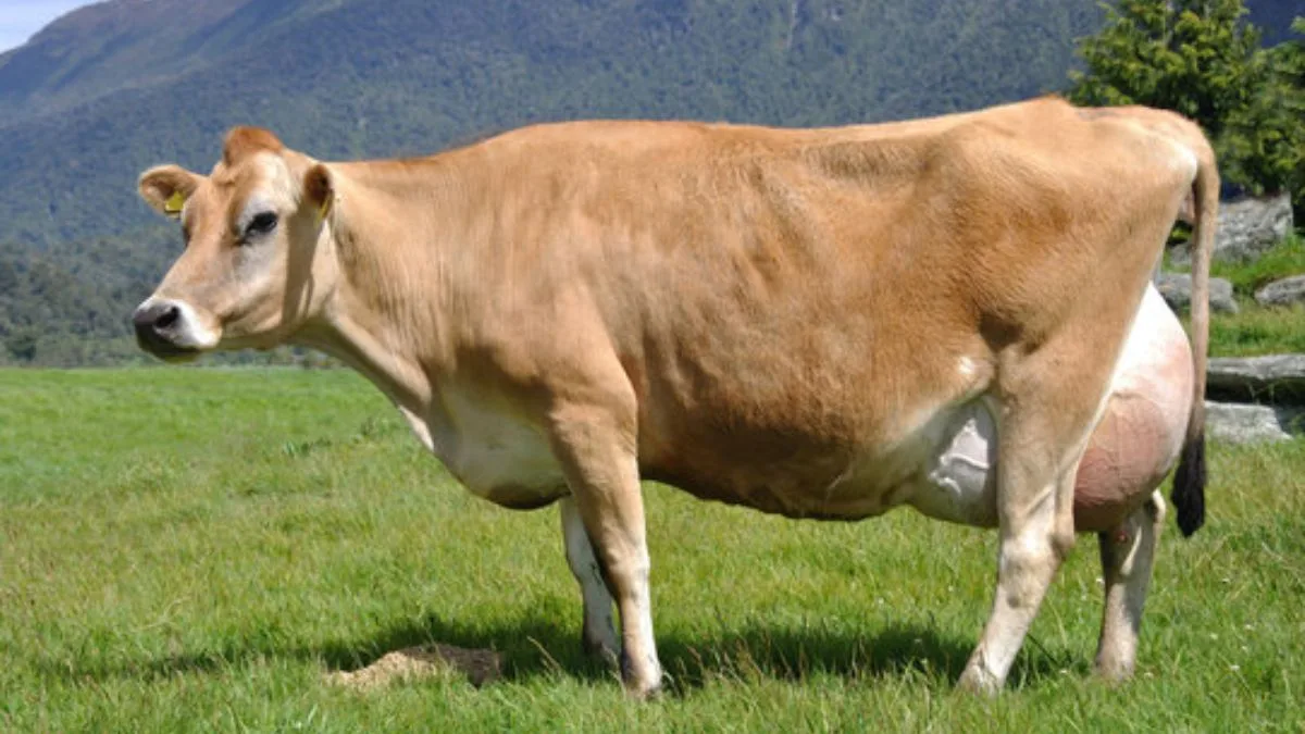 उन्नत नस्लों की गाय पालन करने वाले किसानों को मिलेगा 2 लाख रुपए तक का पुरस्कार