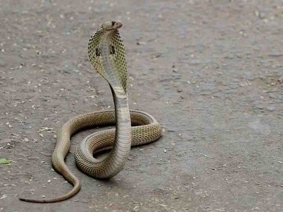 Snake myths and truth: नागिन का बदला सच है या सिर्फ अंधविश्वास? जानें सांपों से जुड़े मिथकों की सच्चाई